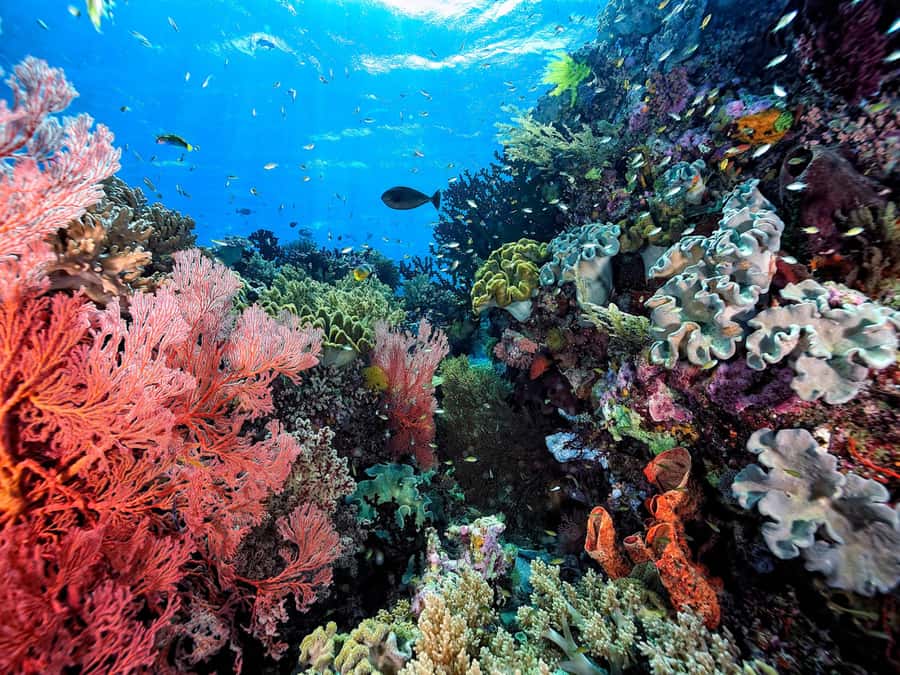 Koh Samui: Pink Dolphin, Pig Island, and Snorkeling Day Trip - Who should book this tour (and who should skip)