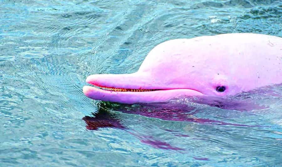 Koh Samui: Pink Dolphin, Pig Island, and Snorkeling Day Trip - Should you book the Koh Samui Pink Dolphin, Pig Island, and Koh Tan day trip?