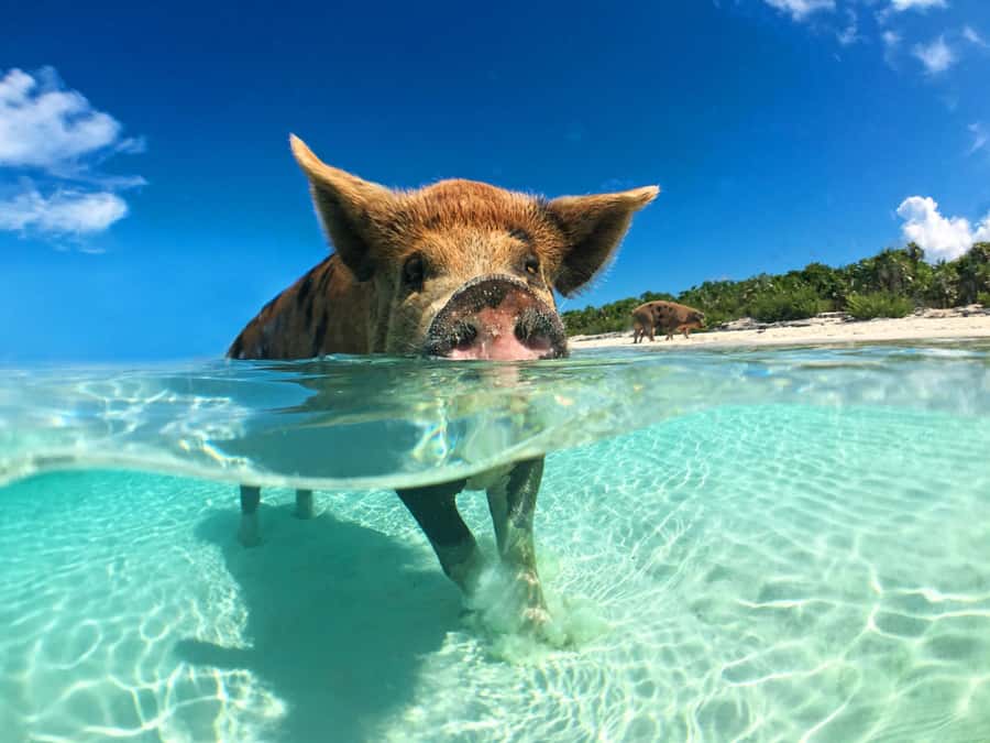 Koh Samui: Pink Dolphin, Pig Island, and Snorkeling Day Trip - Khanom Coast Dolphin Watching and Beach Lunch Reset