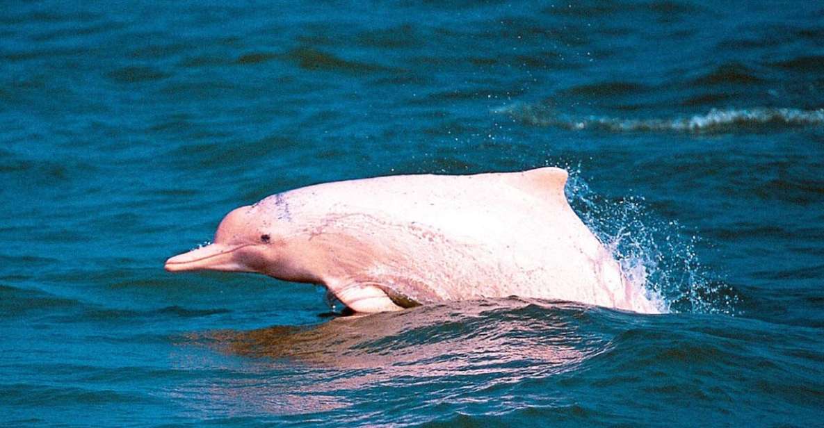 Koh Samui: Pink Dolphin Spotting & Pig Island Speedboat Tour - Who This Koh Samui Tour Suits Best