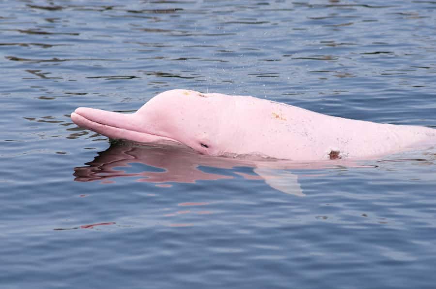 Koh Samui: Pink Dolphin Spotting & Pig Island Speedboat Tour - Pink Dolphins and Pig Island Off Koh Samui: The Main Idea