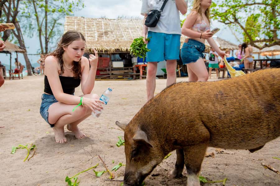 Koh Samui: Pink Dolphin Spotting & Pig Island Speedboat Tour - Dolphin Spotting Off Koh Samui: How to Set Your Expectations