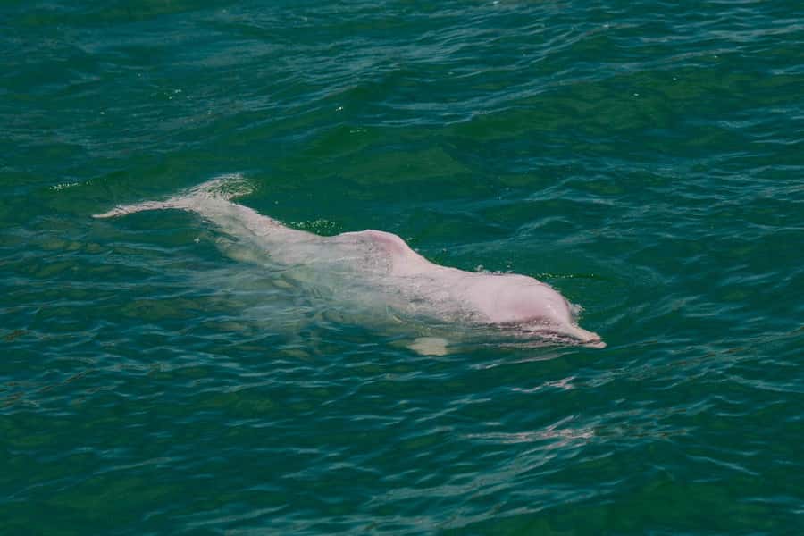 Koh Samui: Pink Dolphin Spotting & Pig Island Speedboat Tour - The Lunch Break on Mainland Beach: What You’re Really Paying For