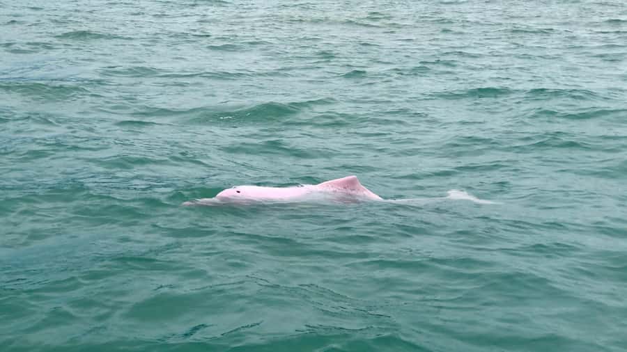 Koh Samui: Pink Dolphin Spotting & Pig Island Speedboat Tour - Group Size, Timing, and Comfort: What Can Affect Your Day