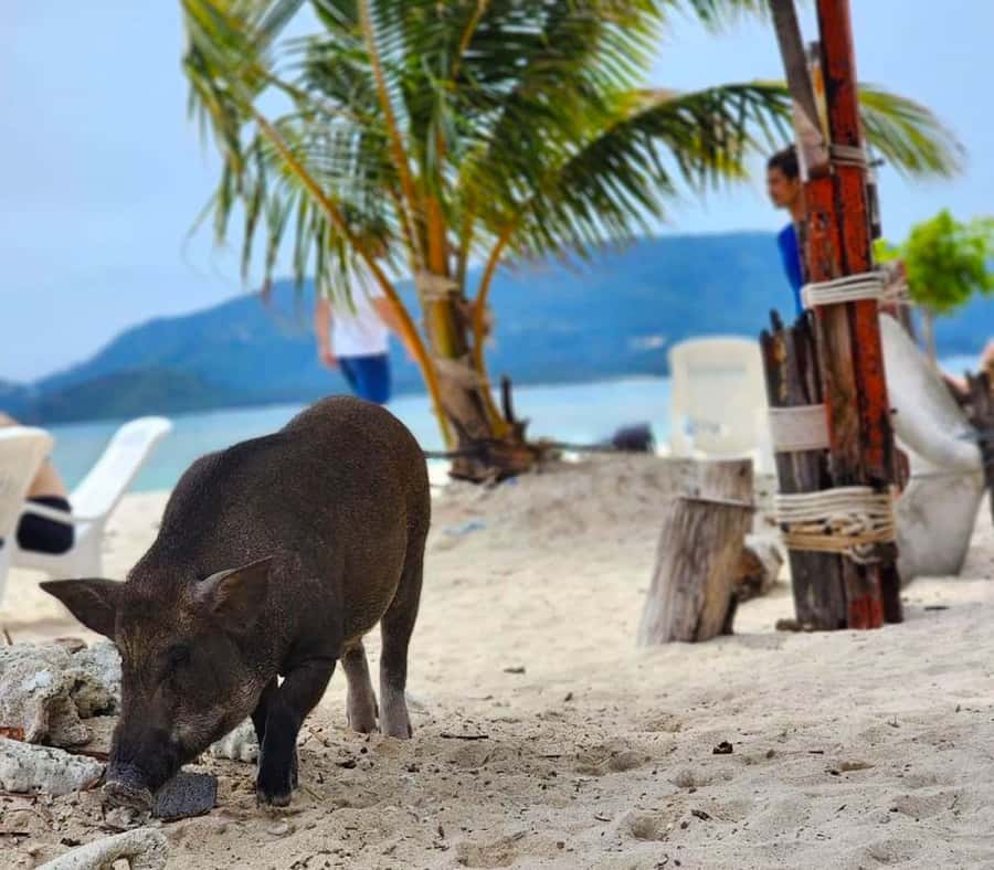 Koh Samui: Private Longtail Boat to Pig Island with Snorkel - Should you book Koh Samui’s private Pig Island + Koh Tan snorkeling trip?