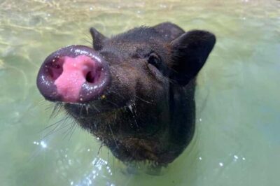 Koh Samui: Private Longtail Boat to Pig Island with Snorkel - Where you start: meeting at Naphat Tour near Thong Krut Pier