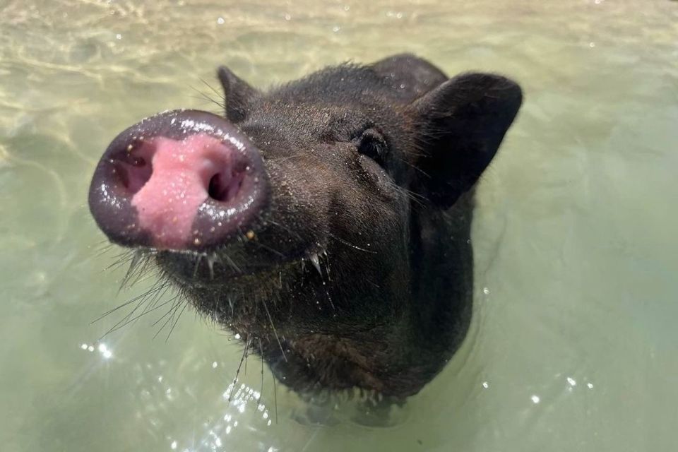 Koh Samui: Private Longtail Boat to Pig Island with Snorkel - The return ride: simple, unhurried, and easy