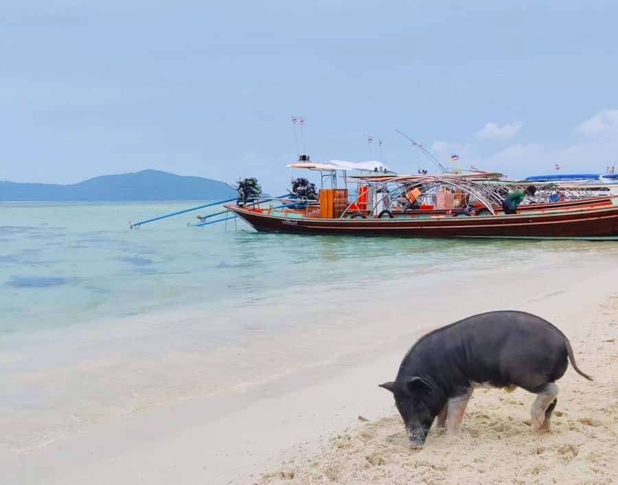 Koh Samui: Private Longtail Boat to Pig Island with Snorkel - Price and value: is it worth about $93 per group up to 2?