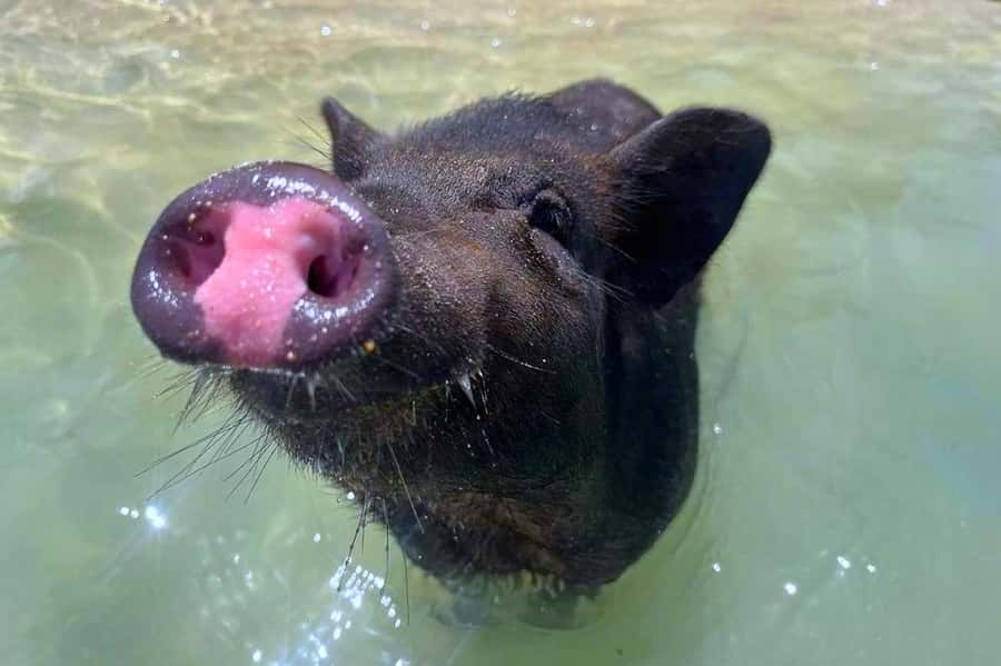 Koh Samui: Private Longtail Boat to Pig Island with Snorkel - Where you start: meeting at Naphat Tour near Thong Krut Pier
