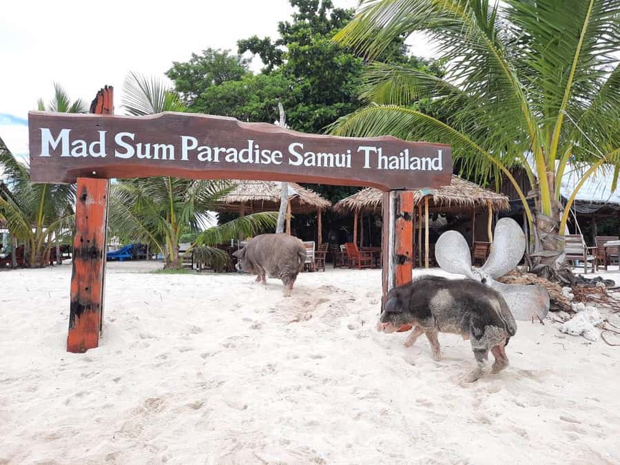 Koh Samui: Sunset Pig Island and Snorkeling Koh Tan w/Dinner - Who This Tour Suits Best (and Who Should Skip It)