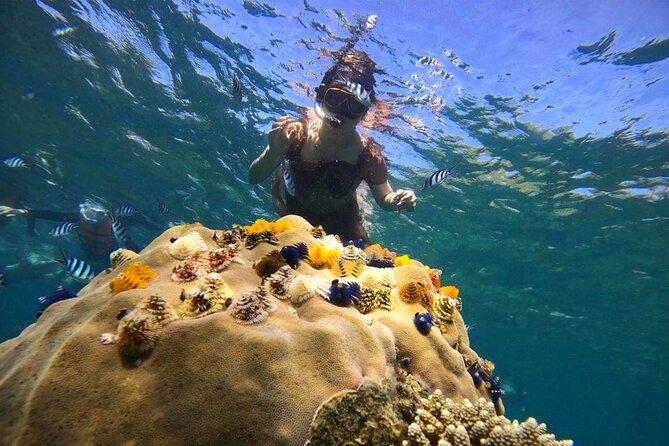 Koh Tao and Koh Nang Yuan Snorkel Tour (Speedboat from Koh Samui) - Speedboat Logistics From Koh Samui: What the Schedule Feels Like