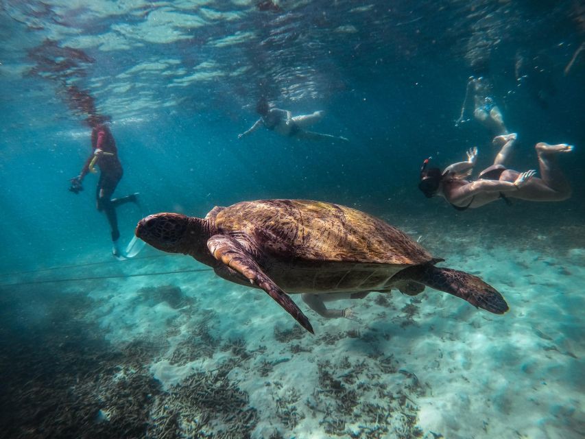 Koh Tao: Koh Nangyuan and the Hidden Bays Trip by the Oxygen - Mango Bay, Ao Hin Wong, Ao Leuk, and Shark Bay: what each stop delivers