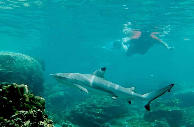 Koh Tao: Premium Snorkel Tour to Koh Nangyuan Bays by Oxygen - Koh Nang Yuan: Viewpoint Time + Japanese Garden Snorkeling
