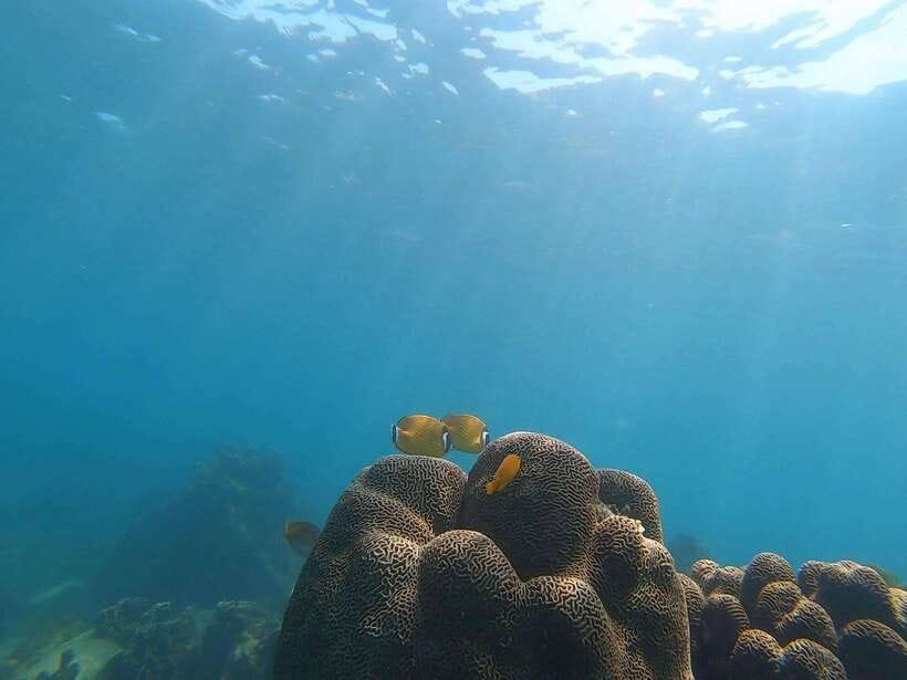 Koh Tao: Premium Snorkel Tour to Koh Nangyuan Bays by Oxygen - Mae Haad Pier Check-In: Smooth Start, Real Safety Talk