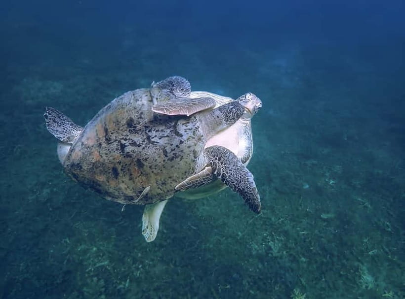 Koh Tao: Snorkeling Trip to Nang Yuan Island & Hidden Bays - Ao Muang: fish-and-coral snorkeling that keeps things varied