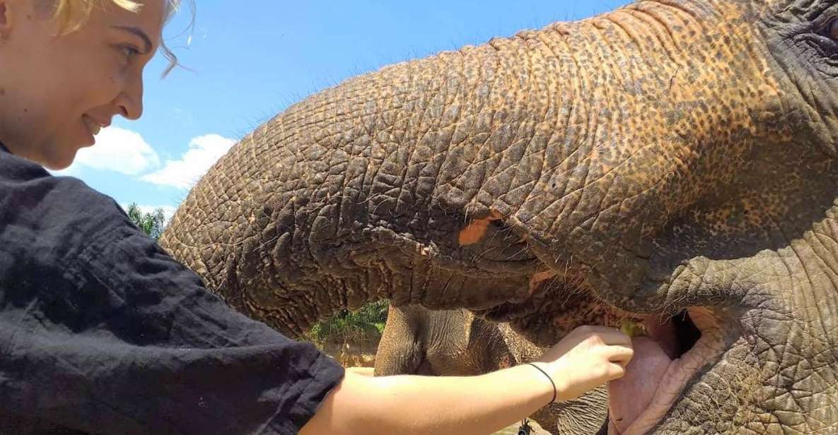 Krabi: Elephant Care House Guided Tour with Hotel Transfers - Key Highlights You’ll Want to Know Up Front