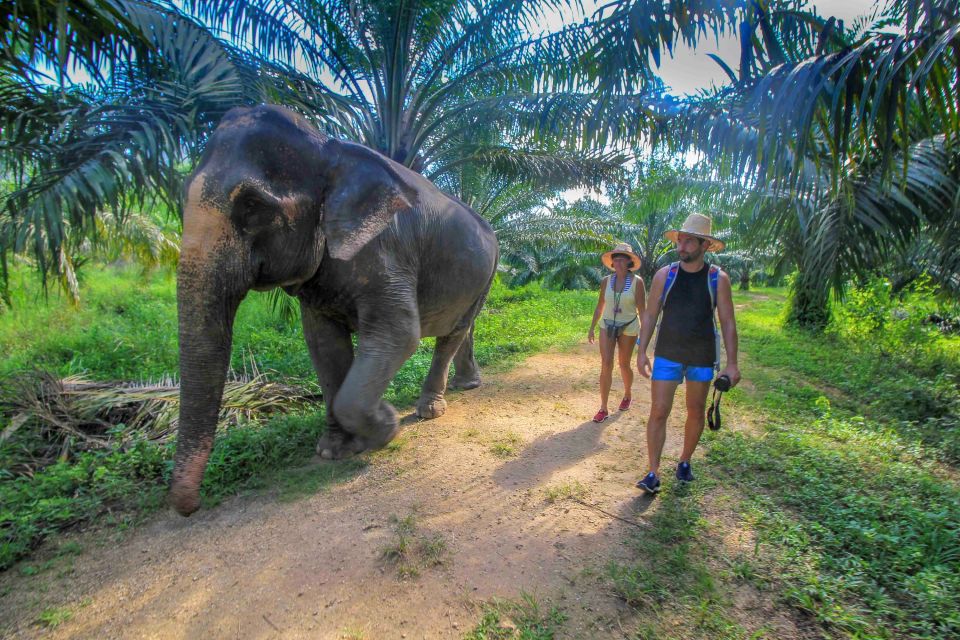 Krabi: Elephant Care House Guided Tour with Hotel Transfers - Walking With Elephants Along a Stream in the Jungle