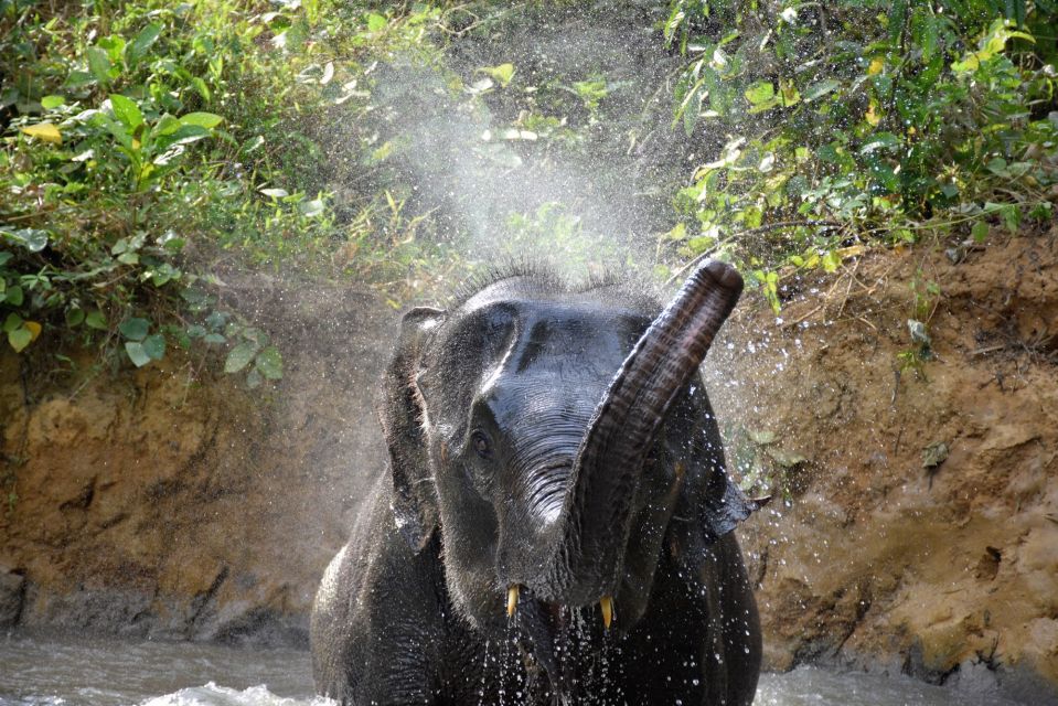 Krabi: Elephant Care House Guided Tour with Hotel Transfers - Mud Baths, Skin Cleaning, and Bath Time You Can Actually Feel