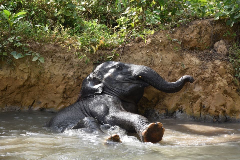Krabi: Elephant Care House Guided Tour with Hotel Transfers - Price: Is $57 Good Value for a 4-Hour Krabi Tour?