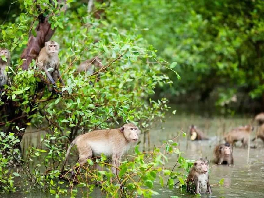 Krabi: Hidden Mangrove Kayaking Tour with Optional Extras - The 15-Minute Safety Start (and How Guides Keep Things Smooth)