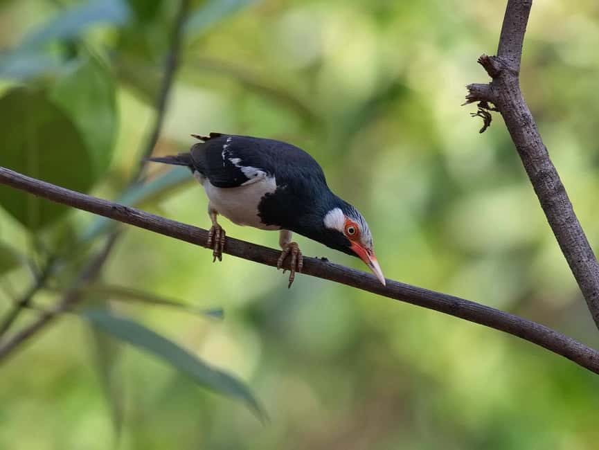 Krabi: Hidden Mangrove Kayaking Tour with Optional Extras - Price and Value: What $33 Buys You (and When It Might Feel Pricier)