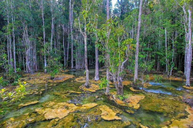 Krabi Outback Explorer to Emerald Pool & Wareerak Hotspring - Price and what you actually get for $50