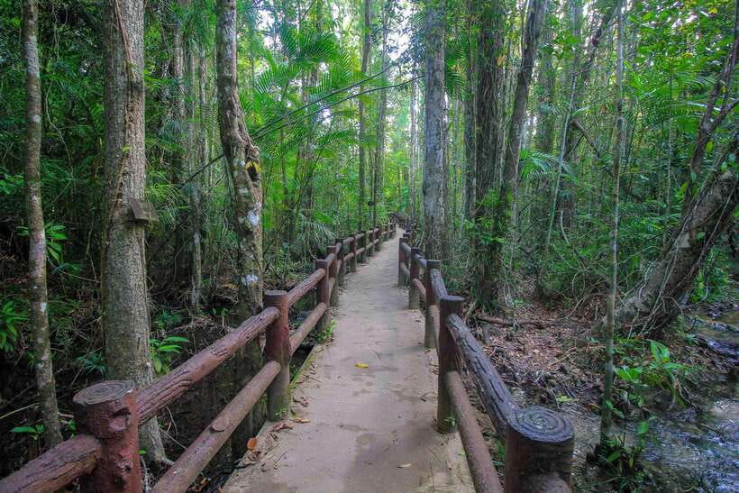 Krabi Outback Explorer to Emerald Pool & Wareerak Hotspring - Khao Pra-Bang Khram Wildlife Sanctuary: the walk that sets the tone