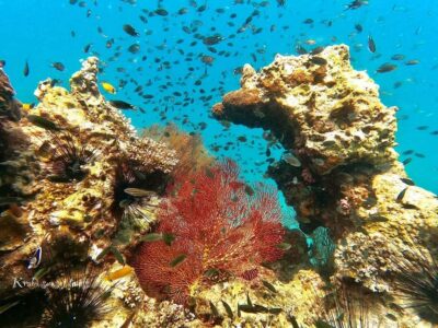 Krabi: Phi Phi Island Sunset Maya Bay and Four Islands Tour - Monkey Beach Snorkeling: The “Powder Sand + Emerald Water” Stop