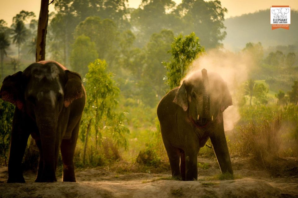 Pattaya: Elephant Jungle Sanctuary Feeding Experience - Feeding Time: Close Contact Without the Stress