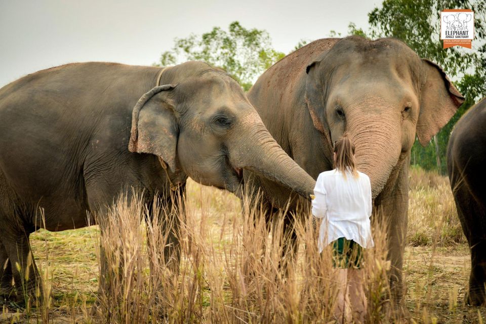Pattaya: Elephant Jungle Sanctuary Feeding Experience - Welfare Rules That Protect the Elephants (and Your Experience)