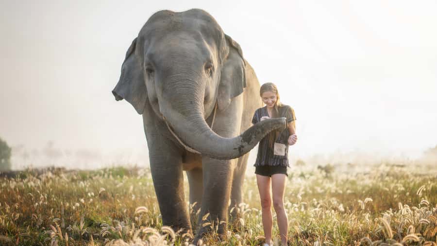 Pattaya: Elephant Jungle Sanctuary Half-Day Tour with Meal - Key Points I’d Plan Around