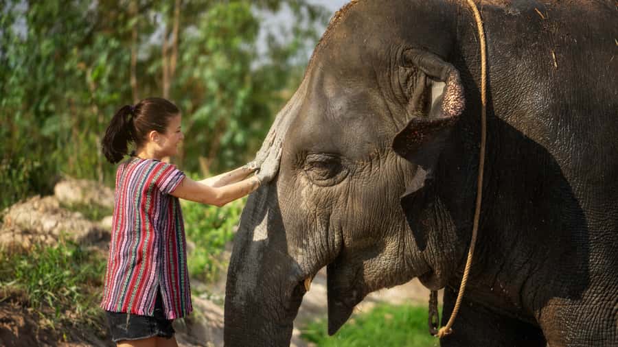 Pattaya: Elephant Jungle Sanctuary Half-Day Tour with Meal - Ethical Elephant Time in Pattaya’s Sanctuary Setting