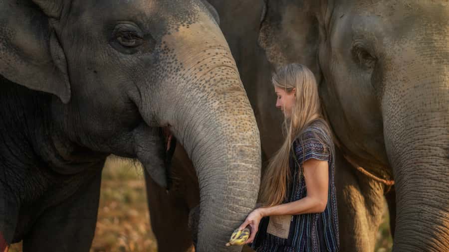 Pattaya: Elephant Jungle Sanctuary Half-Day Tour with Meal - Bathing Rituals: The Fun Part That Comes With Real Water