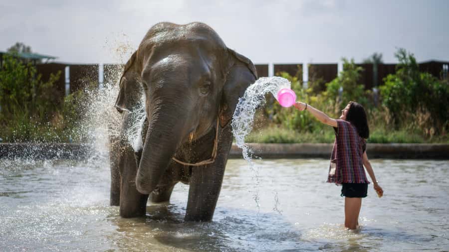 Pattaya: Elephant Jungle Sanctuary Half-Day Tour with Meal - Camp Activities Beyond Feeding: Crafts, Paper, and Picture Moments