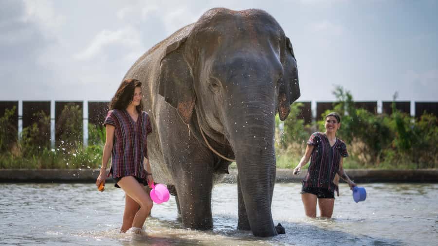 Pattaya: Elephant Jungle Sanctuary Half-Day Tour with Meal - The Thai Meal and Snacks: Food That Actually Works After the Activity