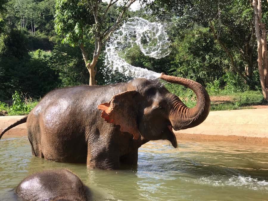 Pattaya: Ethical Elephant Sanctuary Interactive Tour - Key things to know before you go