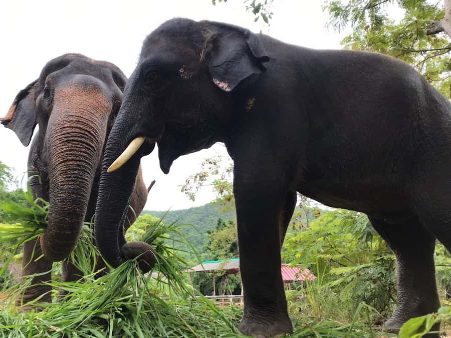 Pattaya: Ethical Elephant Sanctuary Interactive Tour - Should you book this Pattaya ethical elephant sanctuary tour?