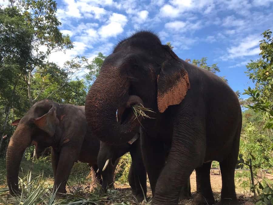 Pattaya: Ethical Elephant Sanctuary Interactive Tour - Getting to the Sanctuary: Pattaya pickups and the countryside drive