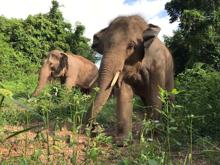 Pattaya: Ethical Elephant Sanctuary Interactive Tour - Mud spa with elephants: what you do and why it’s included