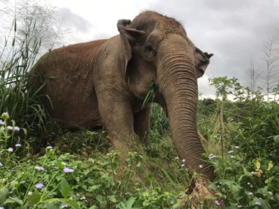 Pattaya: Ethical Elephant Sanctuary Interactive Tour - Meeting the elephants: feeding bananas and sugar cane in a free-roaming space