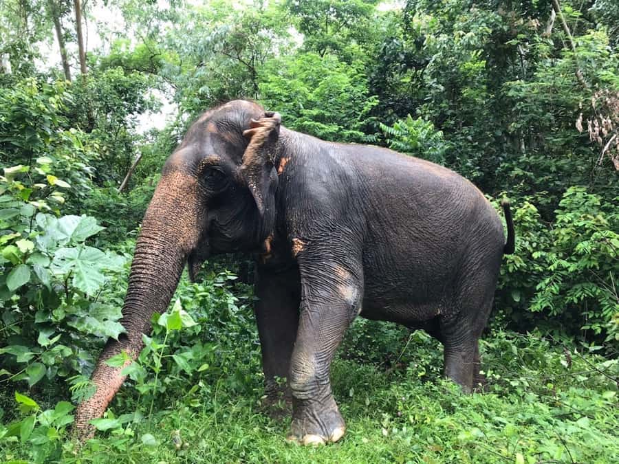 Pattaya: Ethical Elephant Sanctuary Interactive Tour - Lunch, snacks, and Pad Thai: what you get to eat