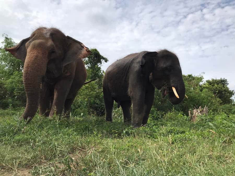 Pattaya: Ethical Elephant Sanctuary Interactive Tour - Value and ethics: why this $109 tour can be a smart choice