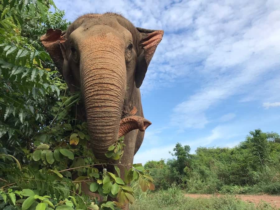 Pattaya: Ethical Elephant Sanctuary Interactive Tour - What could annoy you: timing, heat, and wet-day reality