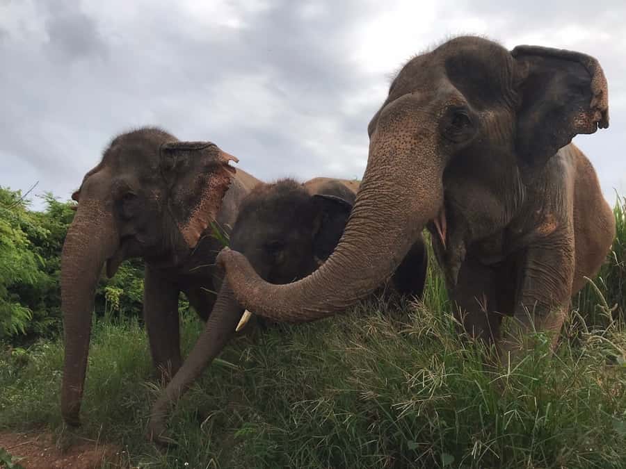 Pattaya: Ethical Elephant Sanctuary Interactive Tour - Who should book this elephant sanctuary in Pattaya