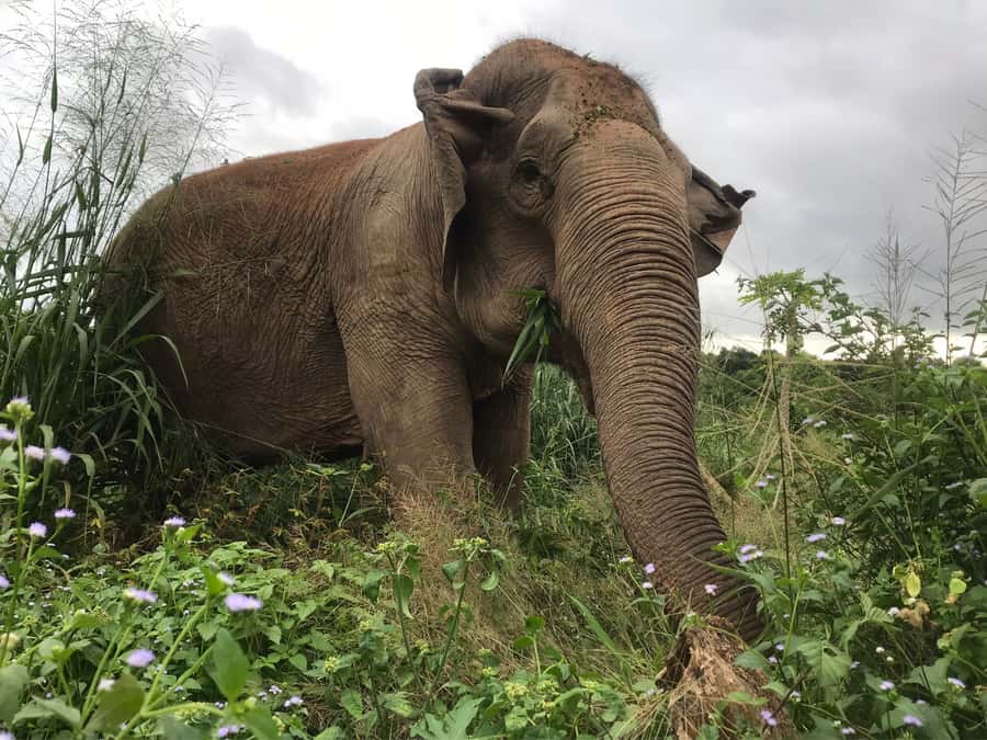 Pattaya: Ethical Elephant Sanctuary Interactive Tour - Meeting the elephants: feeding bananas and sugar cane in a free-roaming space