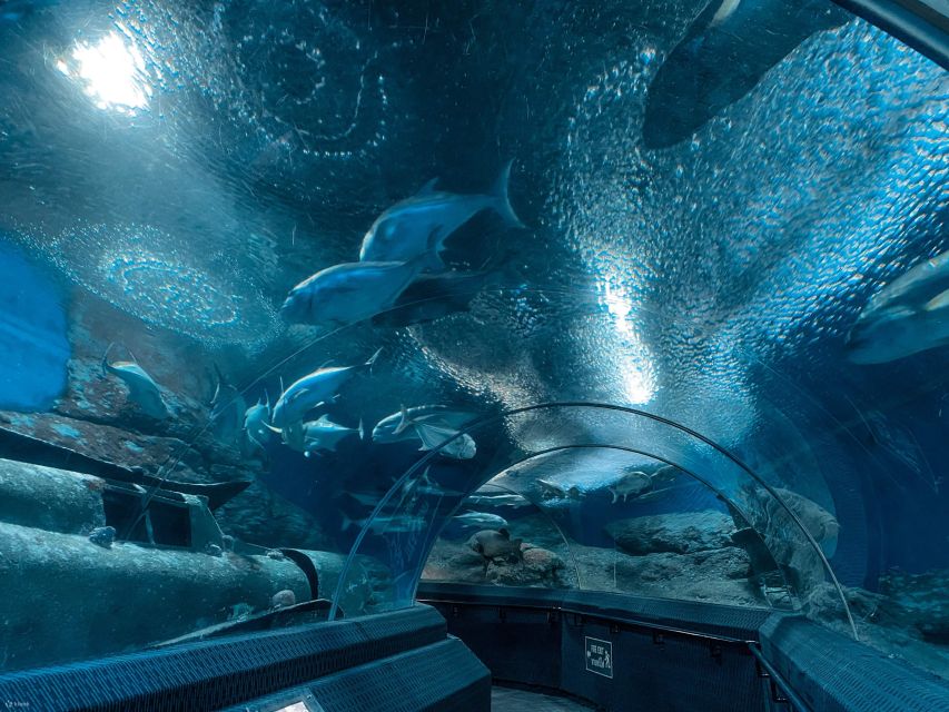 Pattaya: Underwater World Pattaya Aquarium Admission Ticket - Coral Reef Zone, Shark and Stingray Zone, and Siam Giant Zone