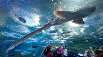 Pattaya: Underwater World Pattaya Aquarium Admission Ticket - The 105-meter acrylic tunnel and the 180-degree reef view