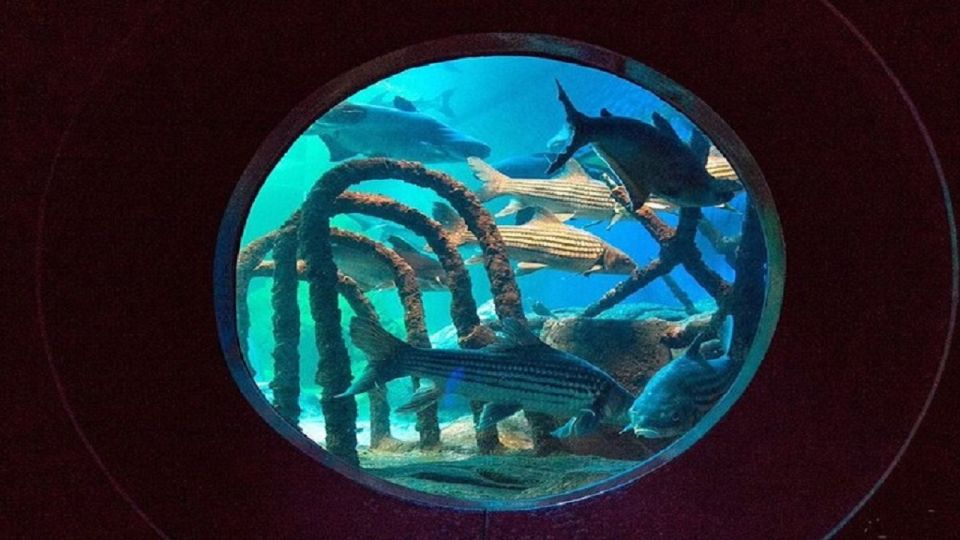 Pattaya: Underwater World Pattaya Aquarium Admission Ticket - Jellyfish Zone: viewing safely, at close range