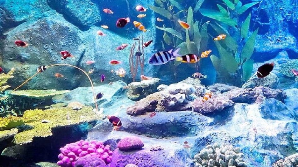 Pattaya: Underwater World Pattaya Aquarium Admission Ticket - Tickets, vouchers, and what to bring for entry