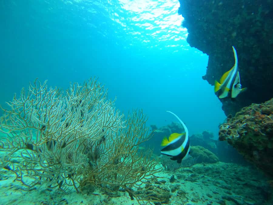 Phi Phi & Bamboo Islands: Premium Day Trip w/ Seaview Lunch - Monkey Beach: photos and a quick look, not a long hang